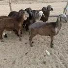 سواكن جذعان