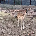 عنز هولنديه