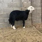 خروف نجدي