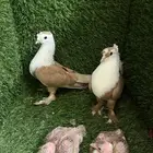 حمام لبناني