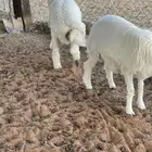 خرفان حريات طيبة