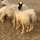 للبيع رخال رفيديات وطلي مهجن نجدي