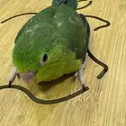 فرخ مني روز باروليت (((تم البيع خارج الموقع)))