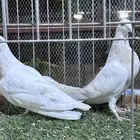 زاجل ليمون الام وولدها