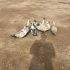 ديك ودجاج رومي وبط بح