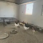 دجاج بلدي للبيع