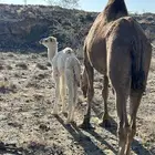 خلفه تحتها قعود ام رابع سليمه من جميع العذاريب