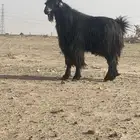 فحل معزا اجم مشروط