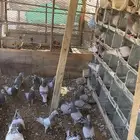حمام سلفر طيب