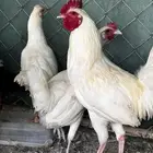 دجاج بلدي ابيض نظيف