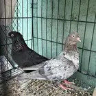 جوز كوره منتج