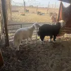 خرفان نجدي وحري