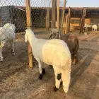 طليان سواكن جبر وناهي