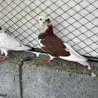 زوج بلجيكي معه فرخ البيع على السوم
