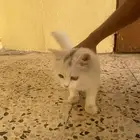 عمره 3 اشهر