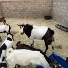 معزة مشروك