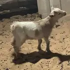 للبيع تيس قزمي صغير