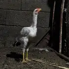 فرخ شامو مع كويتي