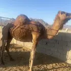 بداء