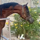 حصان واهو فاخر
