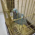 ببغاء دره هولندي ازرق مع القفص