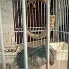 كويكر للبيع