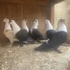 حمام لبناني