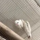 للبيع روز البينو