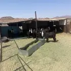 خيبر العيينه