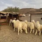 للبيع طليان حريه