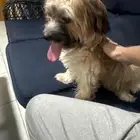 dog for sale