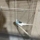 للبيع طيور الباجي