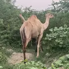 ناقة جنب مدني