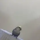 ببغاء روز أليف