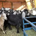 تيوس عوارض وجفار