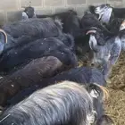 معزء عوارض دفيع بفحلها
