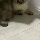 قطط هملايا للتبني