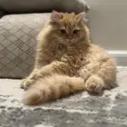 قط ذكر شيرازي طالب تزاوج