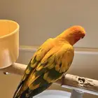 صن كنيور الليف متكلم هدد نشبه رقيص