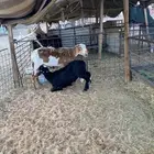 ثنيه ساكنيه معها خروف