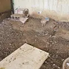 جوز كنق من عشة منتجة اللون كما يتضح بالصورج