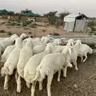 ذبائح حري رقم واحد