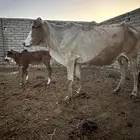 بقره بلدي مشروطه جميع العيوب يتبعها حسيل ذكر