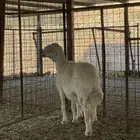 حرية متبع طيبة وحرية رباع دافع 4 شهور