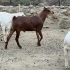 النماص بذوه