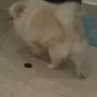 كلبه بومرينان