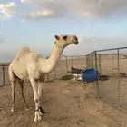قعود مفرود