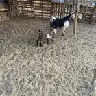 للبيع عنز معها جفره