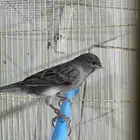 كناري تغريد