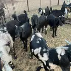 للبيع تيوس وجفرات